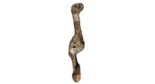 Photo of a femur